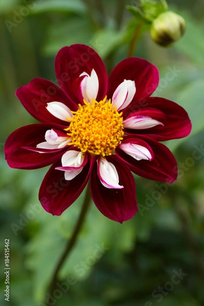 Obraz Dahlia/ダリア・ミスターエベリン