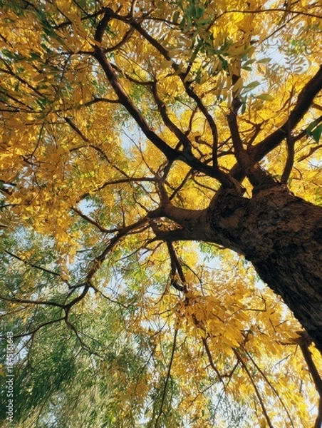 Fototapeta Autumn leaves