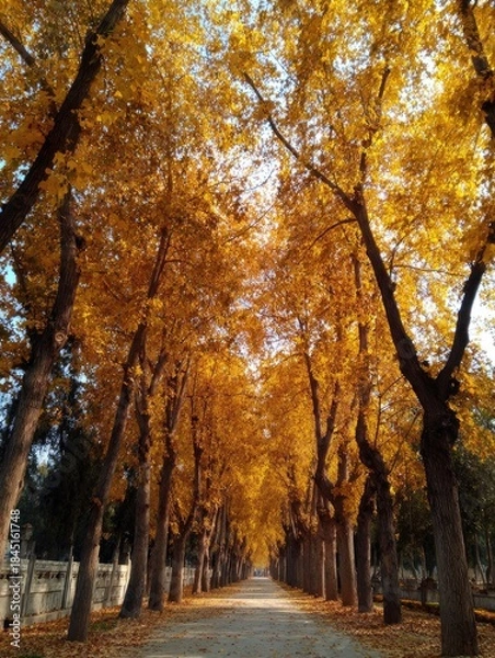 Fototapeta Autumn leaves
