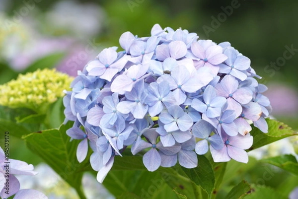 Obraz 植物　青い花　夕方