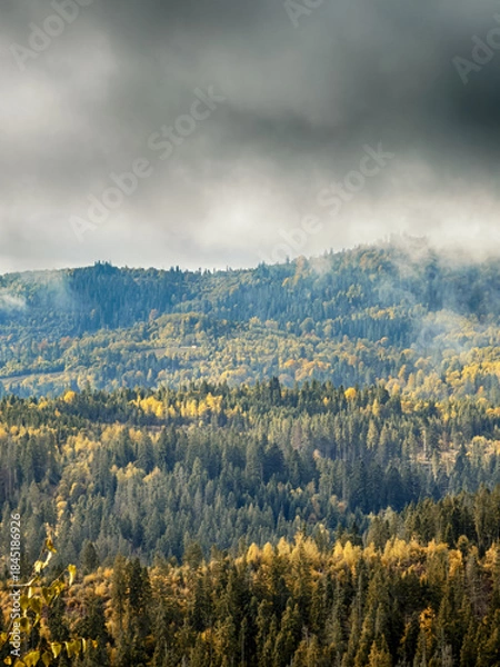 Fototapeta Sunny Autumn Carpathians with Puffy White Clouds