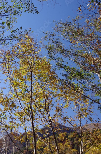 Obraz 冬枯れの森の散歩。陽だまりが優しい。マムシグサが朱色の実を付けたまま倒れていた。モノトーンの森の中、直射日光を浴びて、マムシグサはひと際鮮やかに目立っていた。森は、あたかも静かな長い眠りについているようだ。歩きつつ空を仰ぎ、足元のシダを眺め、樹木に絡みつく蔦を目で追った。ぐんぐん空に向かって伸びている蔦。誰も居ない森の中。でもたくさんの生命体が息づいている。私も息づいている。