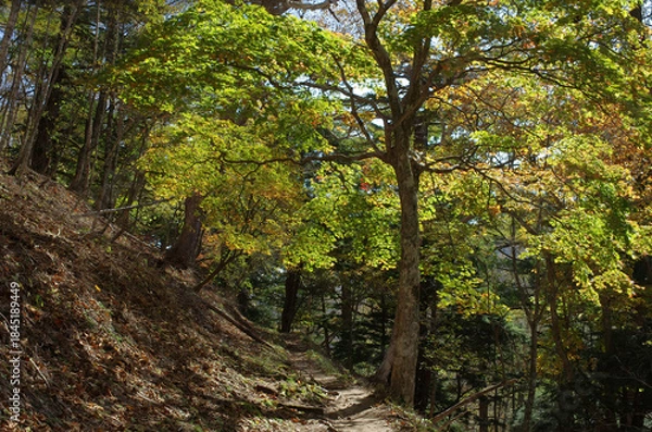 Obraz 冬枯れの森の散歩。陽だまりが優しい。マムシグサが朱色の実を付けたまま倒れていた。モノトーンの森の中、直射日光を浴びて、マムシグサはひと際鮮やかに目立っていた。森は、あたかも静かな長い眠りについているようだ。歩きつつ空を仰ぎ、足元のシダを眺め、樹木に絡みつく蔦を目で追った。ぐんぐん空に向かって伸びている蔦。誰も居ない森の中。でもたくさんの生命体が息づいている。私も息づいている。