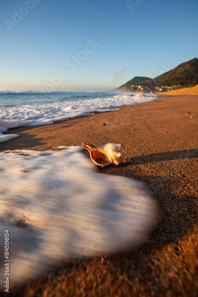 Fototapeta Close-up view of a foamy wave rolling towards a patterned sea shell on a sandy beach as a bright sun rises above the ocean. Captured on Stanwell Park Beach on the Illawarra South Coast.