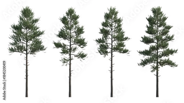 Obraz Four different realistic pine trees isolated on a black background for digital rendering