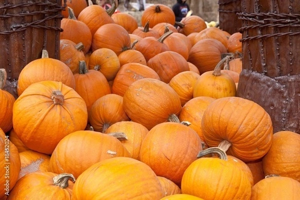 Fototapeta Pumpkin Patch