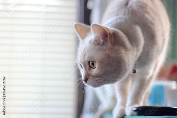 Obraz cat on the window