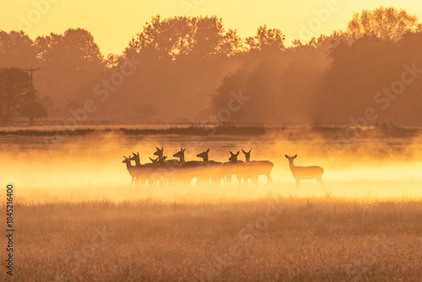 Obraz rotwild im nebel