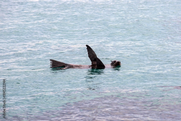 Fototapeta An Australian Fur Seal resting in shallow water with flippers in the air. This is a technique called 'sailing' used to thermoregulate body temperature.