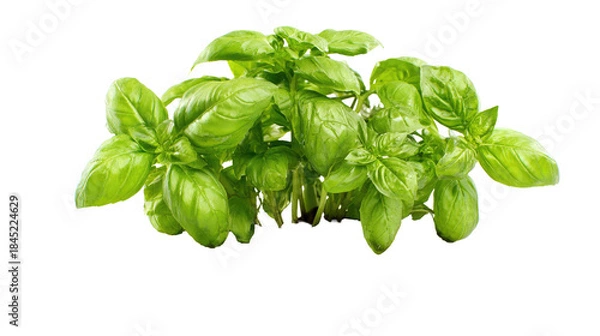 Obraz Fresh Basil Plant Isolated