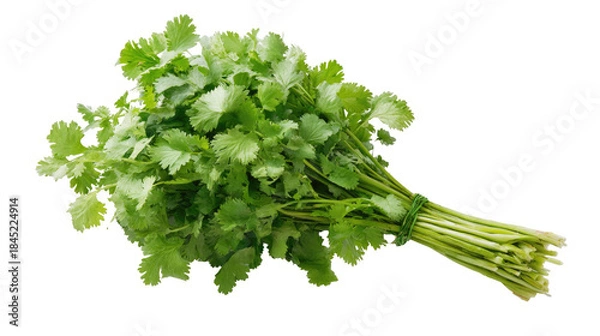Obraz Fresh Cilantro Bunch