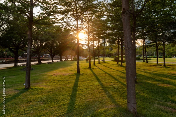 Fototapeta sunset in the city park