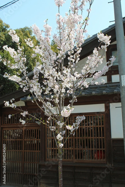 Fototapeta ソメイヨシノ