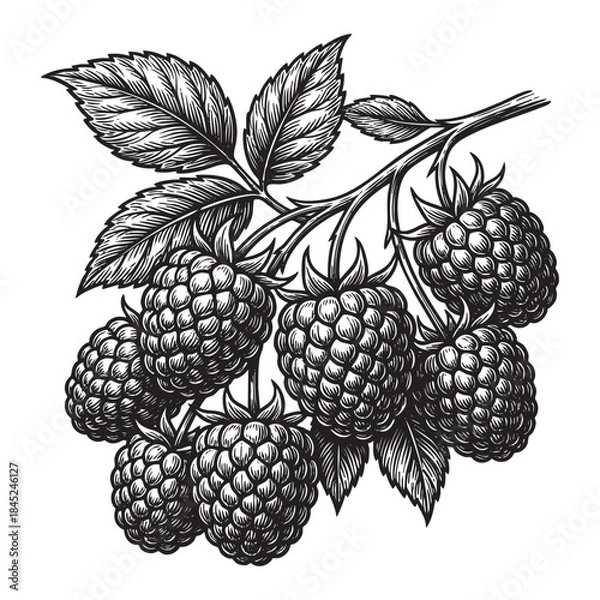 Fototapeta Branch of Raspberry Fruit with Leaves Vintage Art