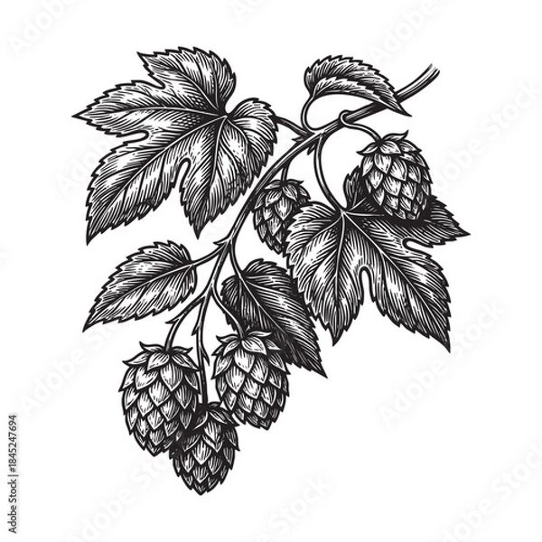 Fototapeta Hops Branch with Cones and Leaves Illustration