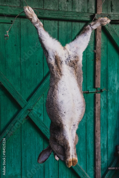 Fototapeta Dead Rabbit on the Background of Green boards