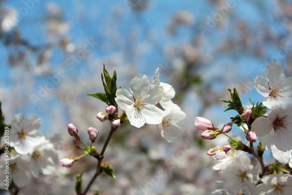 Obraz ソメイヨシノ