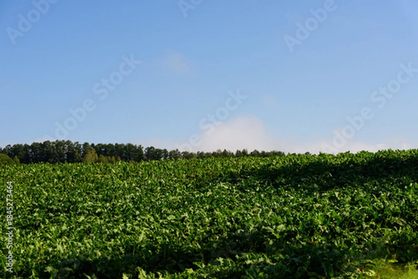 Obraz 秋の美瑛の風景