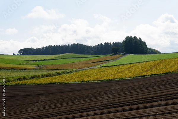 Obraz 秋の美瑛の風景