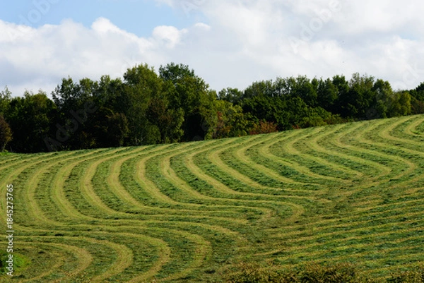 Obraz 秋の美瑛の風景