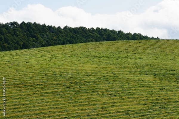 Obraz 秋の美瑛の風景