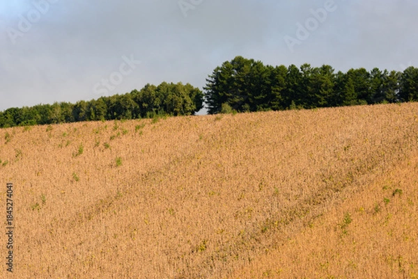 Obraz 秋の美瑛の風景