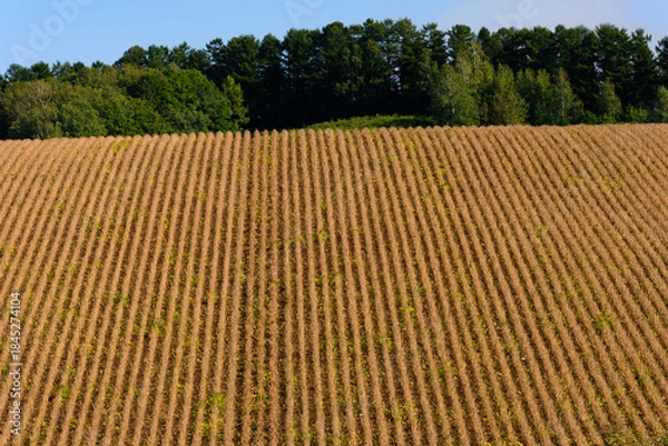 Obraz 秋の美瑛の風景