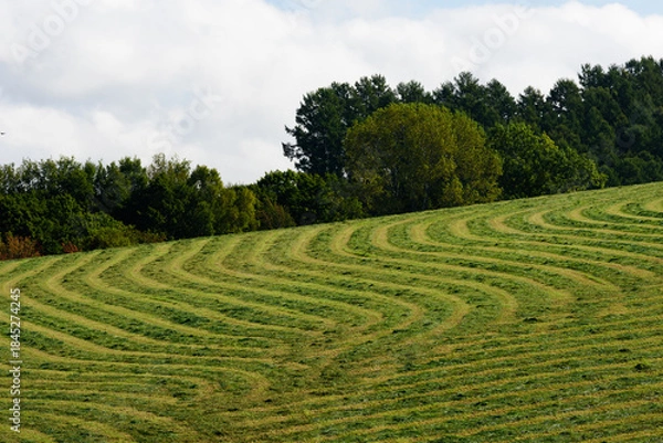 Obraz 秋の美瑛の風景