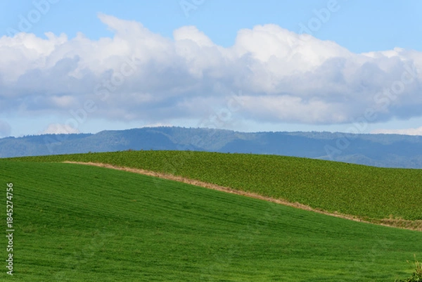 Obraz 秋の美瑛の風景