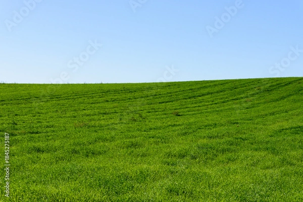 Obraz 秋の美瑛の風景