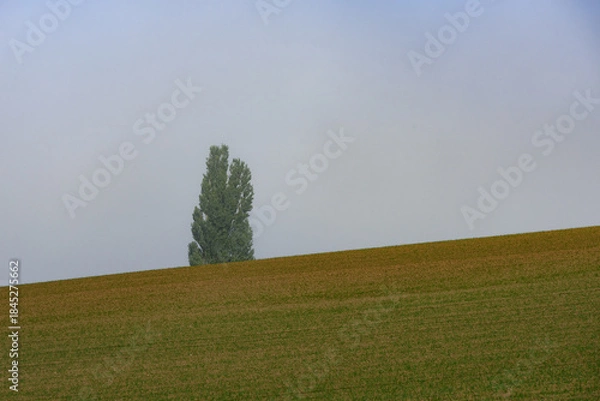 Obraz 秋の美瑛の風景