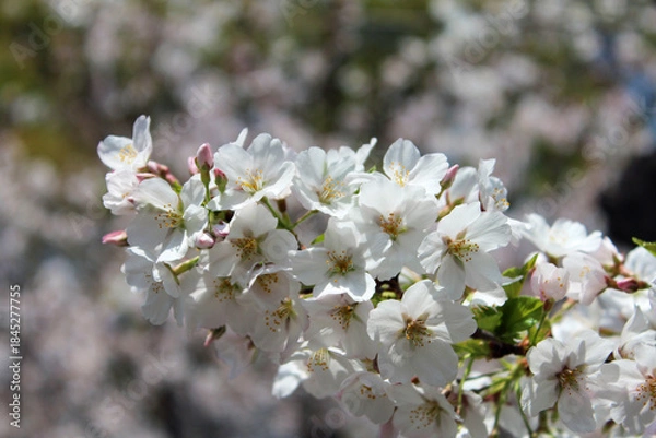 Fototapeta ソメイヨシノ