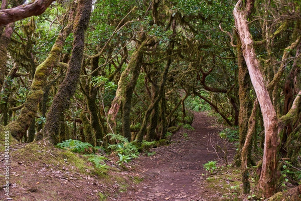 Obraz Laurisilva forest trail in Anaga