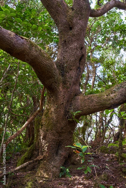 Obraz Ancient laurisilva tree in Anaga fores