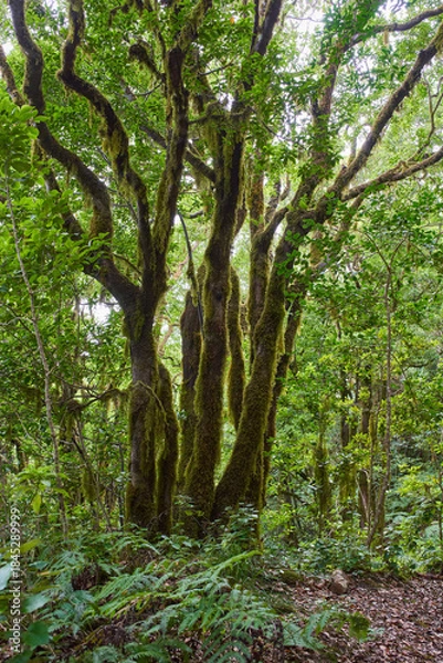Obraz Gnarled moss-covered laurisilva trees