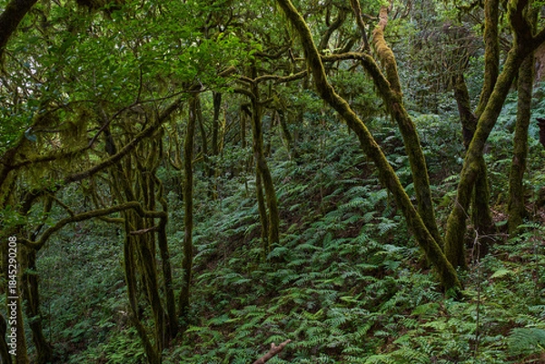 Obraz Gnarled moss-covered laurisilva trees
