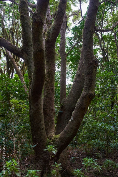 Obraz Moss-covered laurisilva tree trunks in Anaga