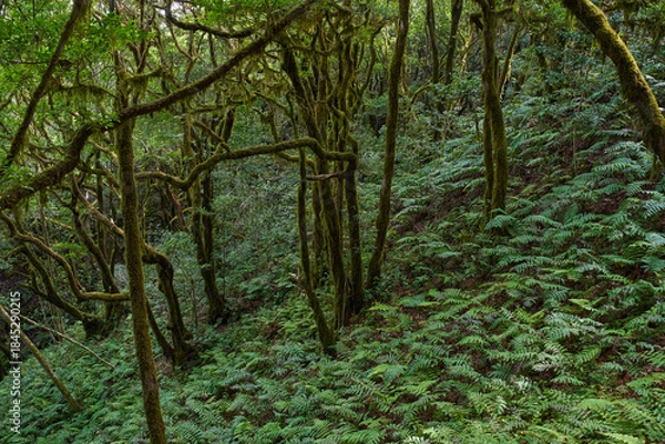 Obraz Gnarled moss-covered laurisilva trees