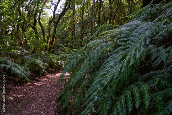 Obraz Laurisilva forest trail in Anaga
