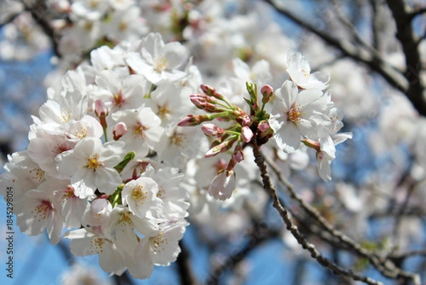 Fototapeta ソメイヨシノ