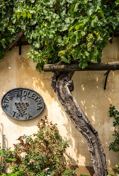 Obraz The over 400-year-old Zametovka grapevine growing outside the Old Vine House, recognized as the world’s oldest vine, along the Lent riverside in Maribor, Slovenia.