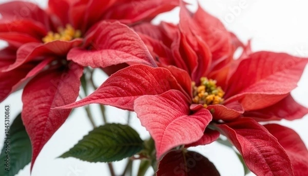 Obraz Bright red poinsettia flower with detailed petals and green leaves isolated on white background