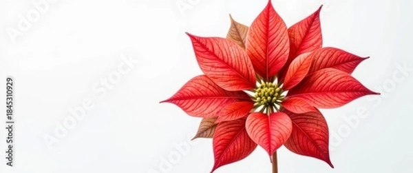 Obraz Bright red poinsettia flower with detailed petals and green leaves isolated on white background