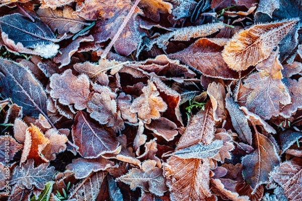 Fototapeta autumn leaves background