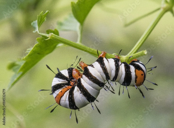 Obraz Agricola Moth Lava