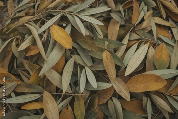 Fototapeta withered olive leaves that have fallen during autumn