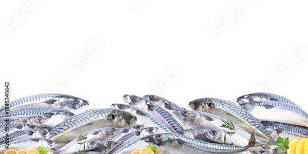 Obraz Fresh fish mackerel isolated