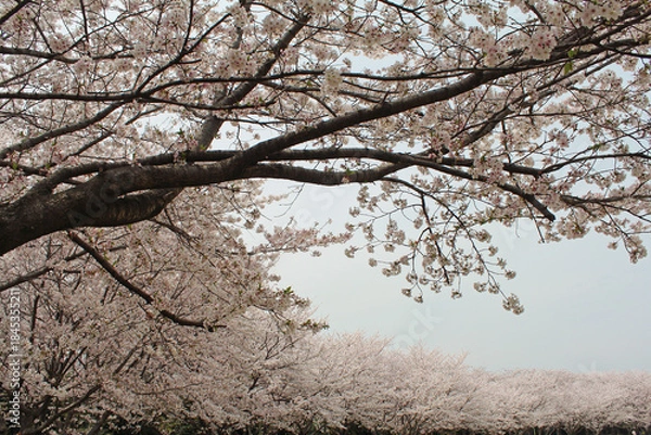 Fototapeta ソメイヨシノ