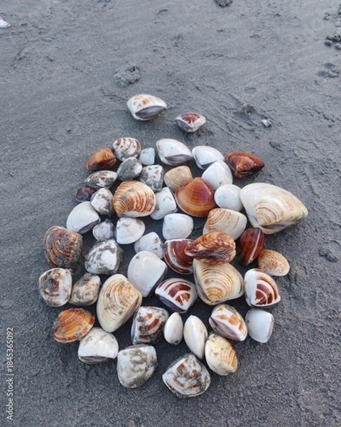 Obraz seashells on the beach