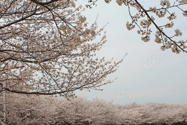 Obraz ソメイヨシノ